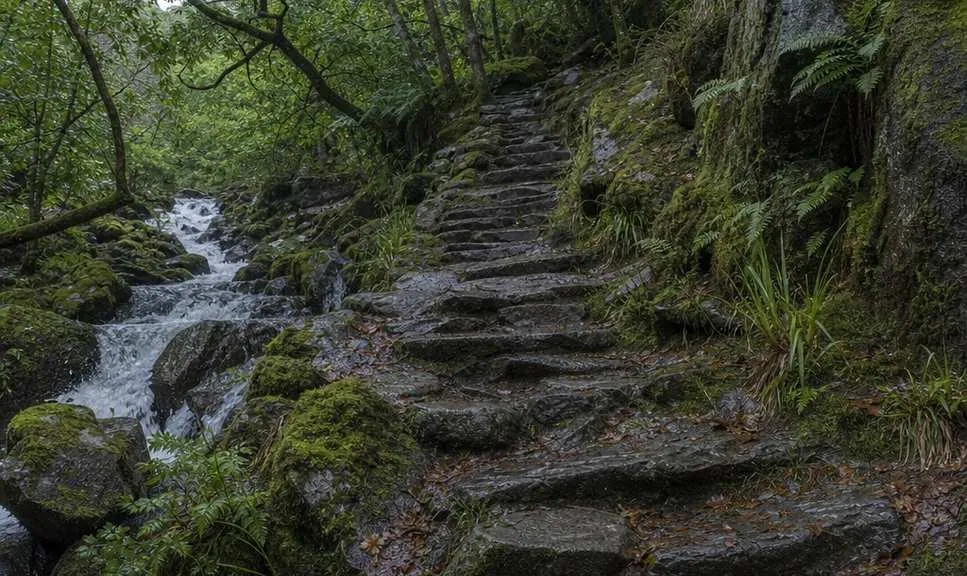A stone path climbing through old oak woodland at the foot of a Welsh mountain