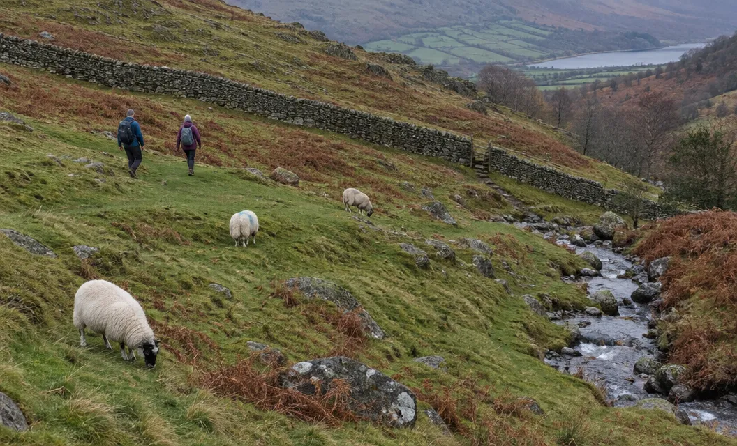 Sheep grazing on a rough hillside beside a small stream, two walkers further up.