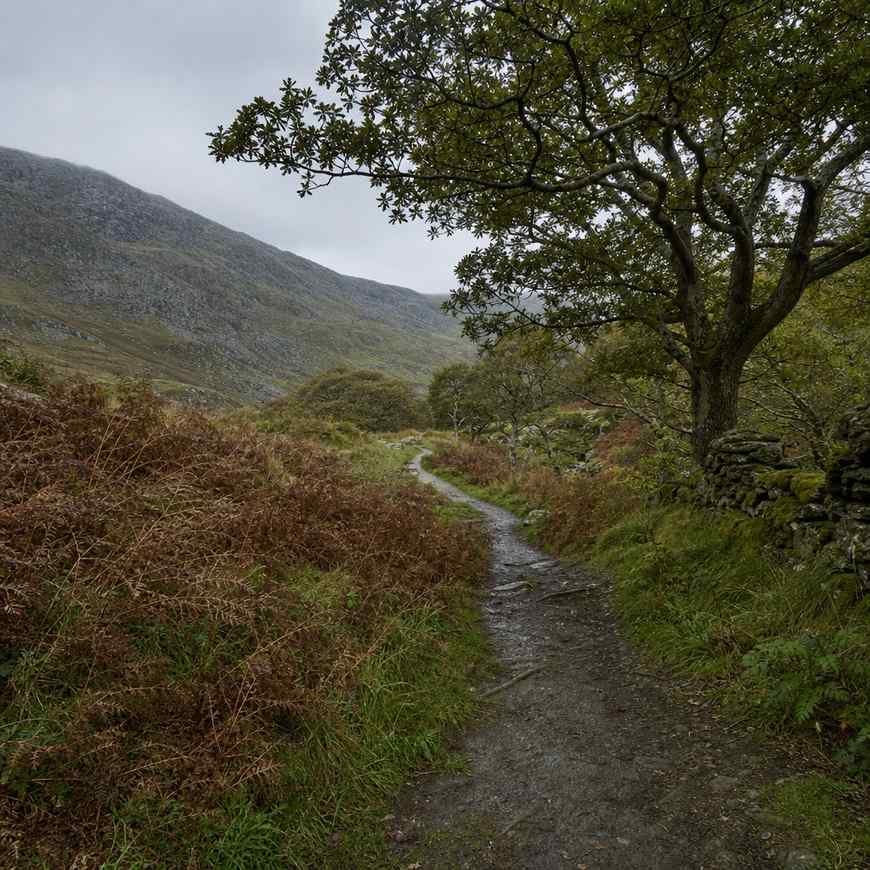 a muddy woodland path through bracken and oaks