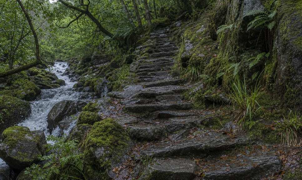 A stone path climbing through old oak woodland at the foot of a Welsh mountain